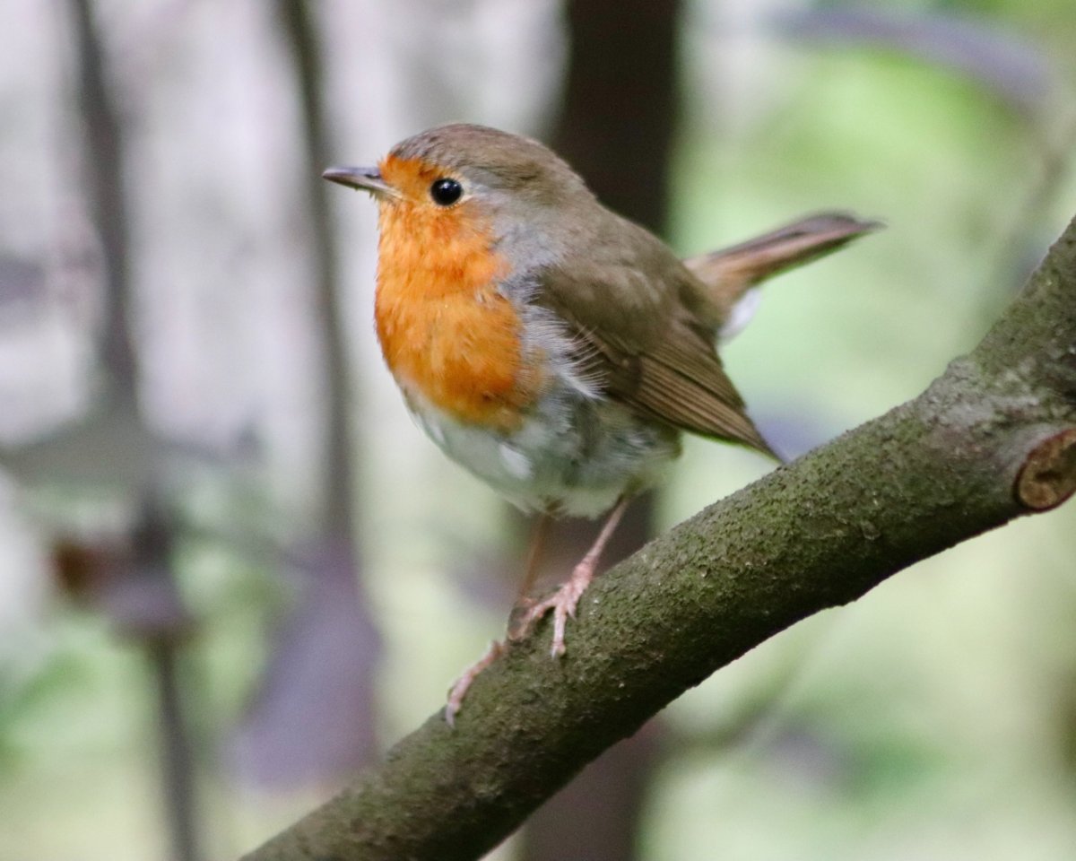 Очень маленькая птичка окологлазное кольцо