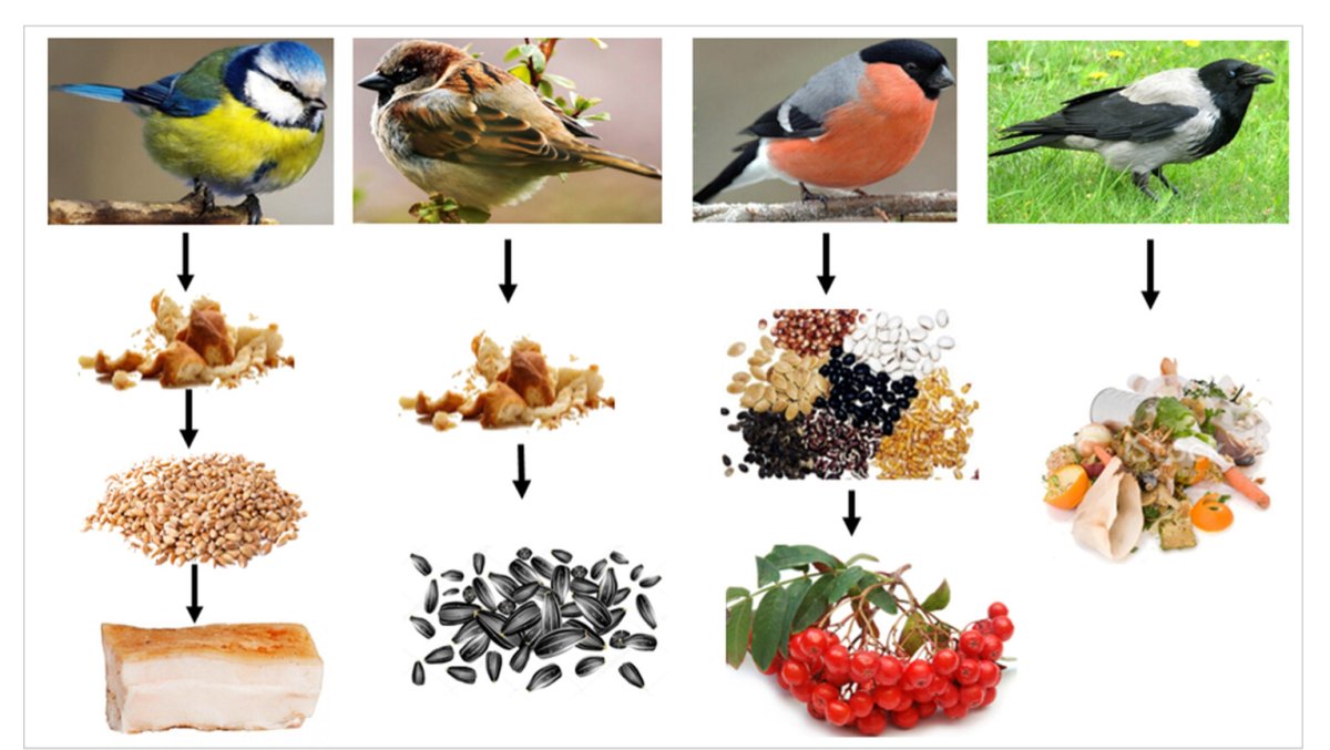Корм зимующих птицах для дошкольников