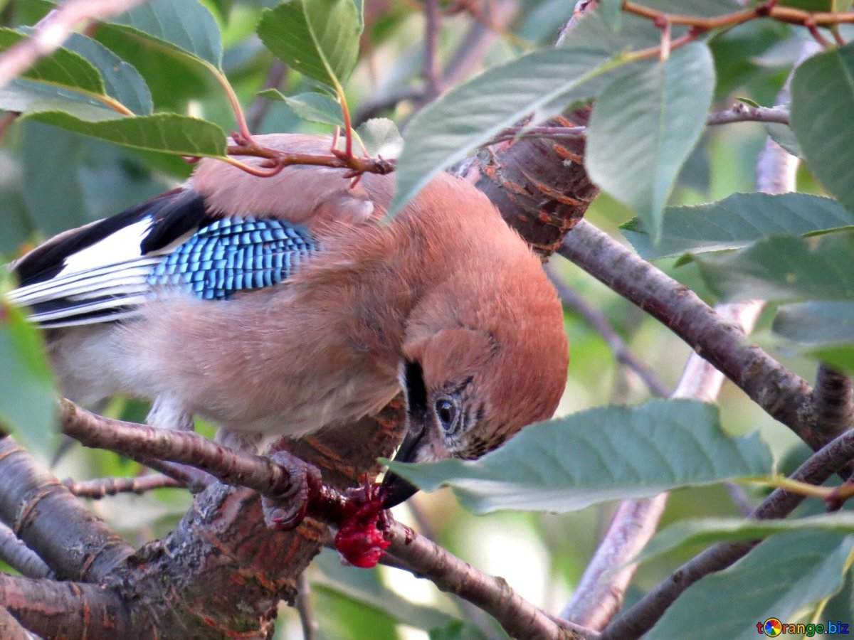 Сойка обыкновенная питание