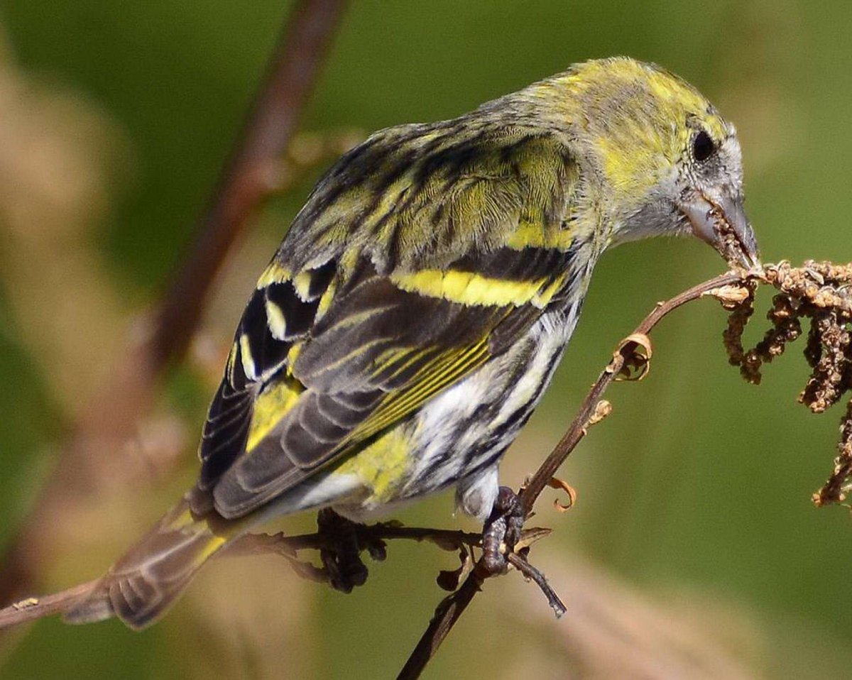 Зерноядные перелетные птицы