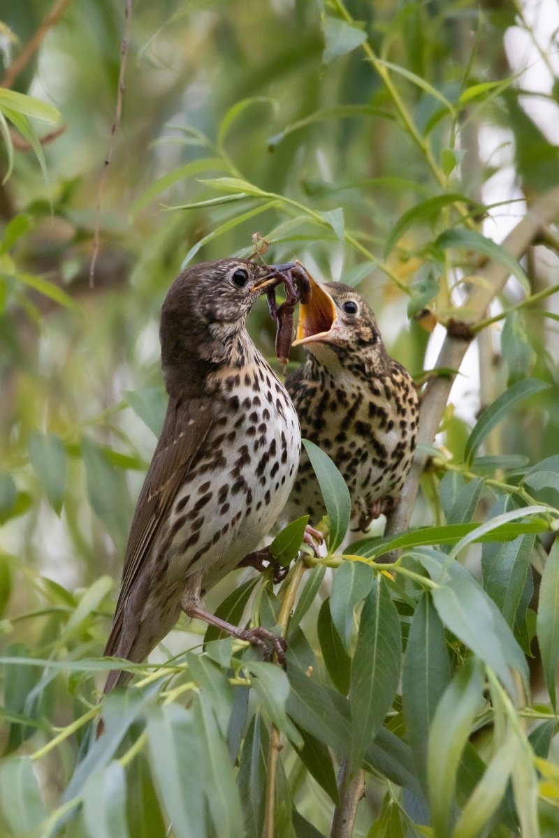 Птички пуховички