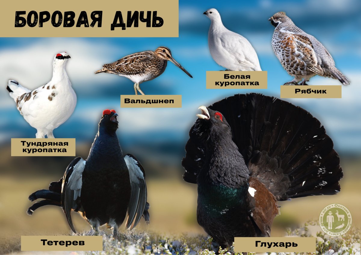 Боровая дичь список