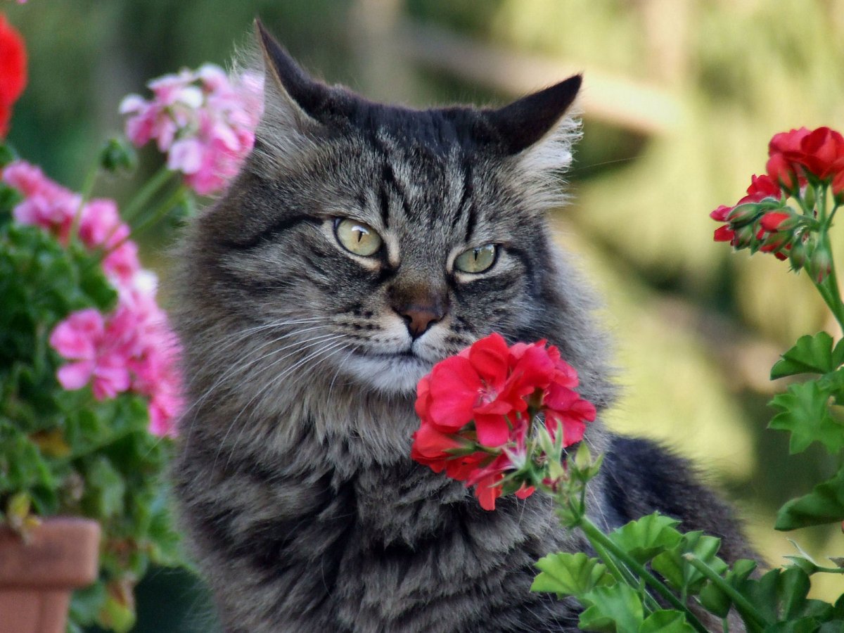 Кошки и цветы