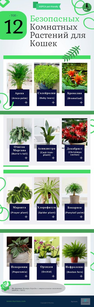 Ядовитые комнатные растения для кошек