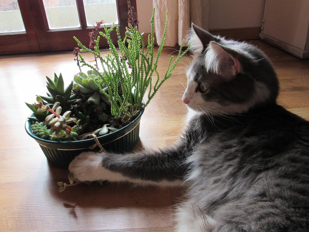 Чем закрыть цветы от кошки в вазе