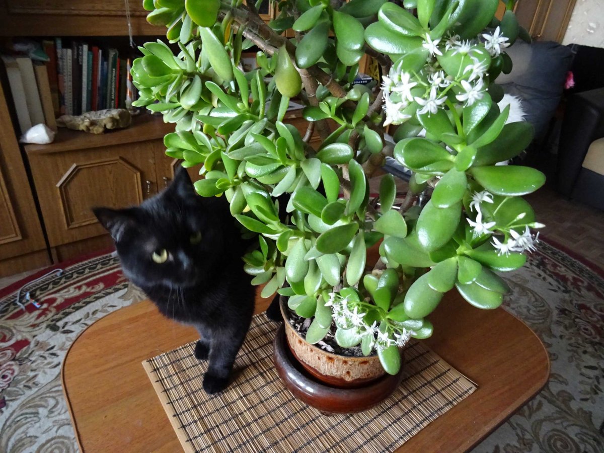 Цветущие комнатные цветы приносящие удачу