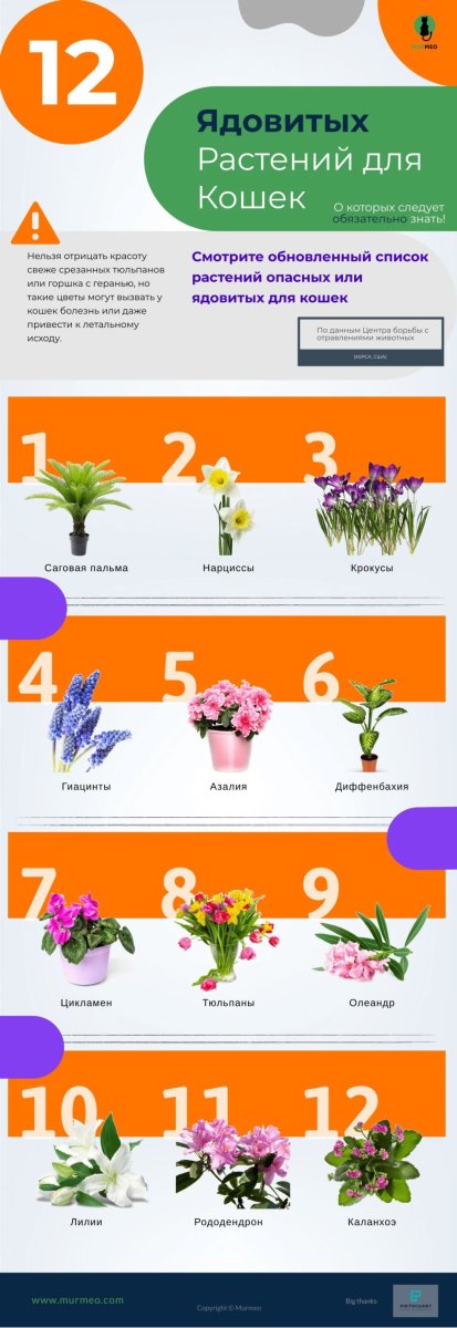 Ядовитые комнатные растения для кошек