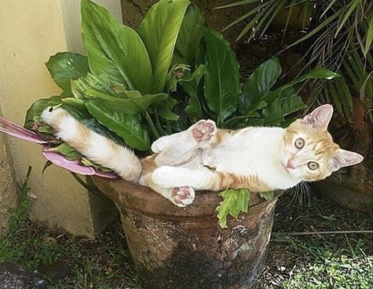 Кот и домашнее растение