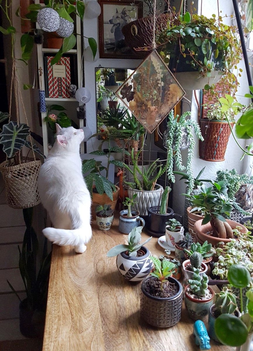 Cats and succulents