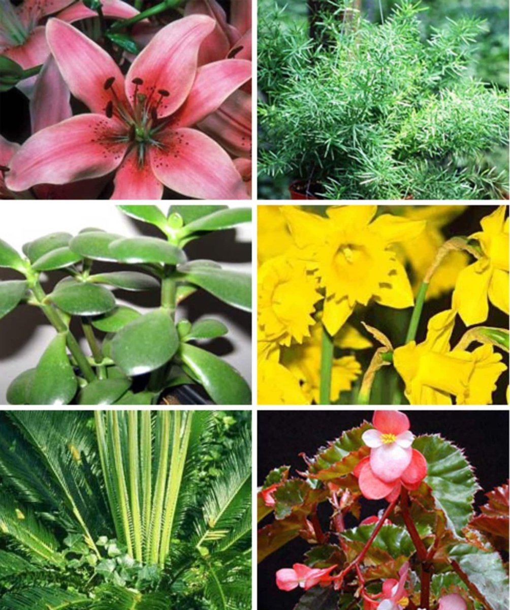 Цветы которые ядовиты для кошек