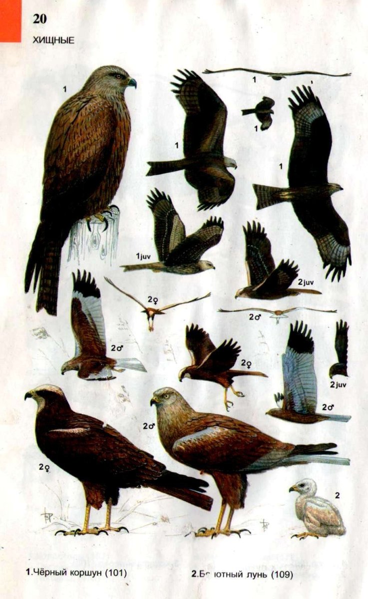 Хищные птицы Татарстана