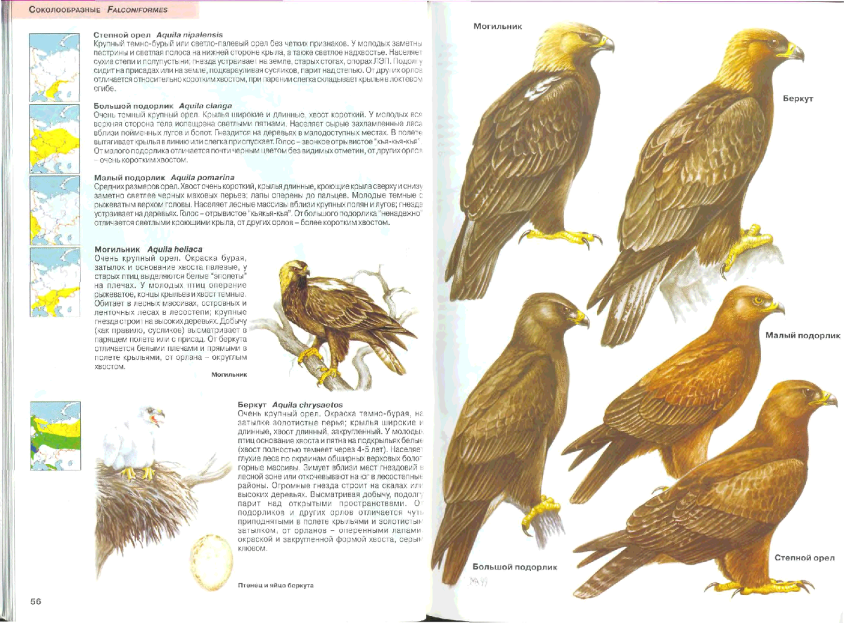 Птицы Подмосковья книга