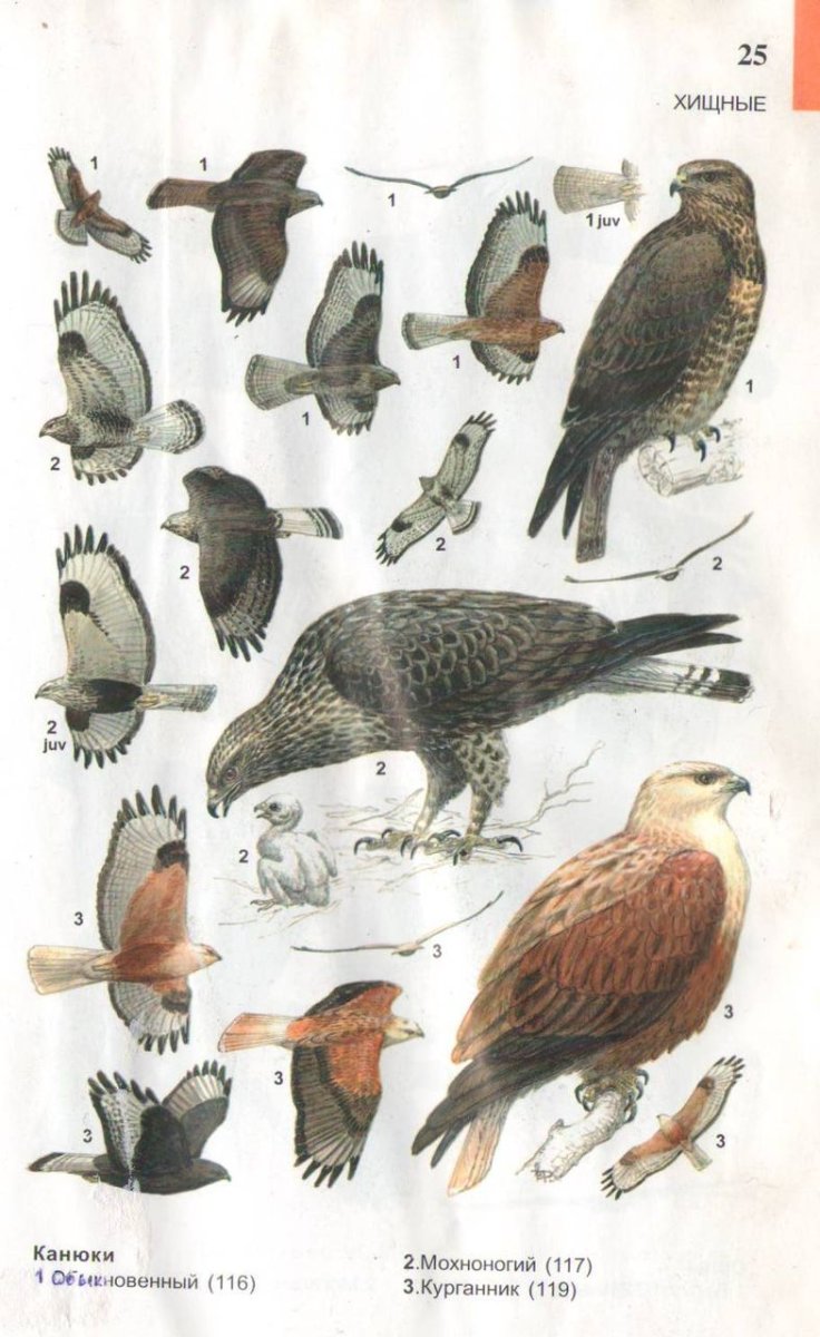 Хищные птицы Юга Подмосковья