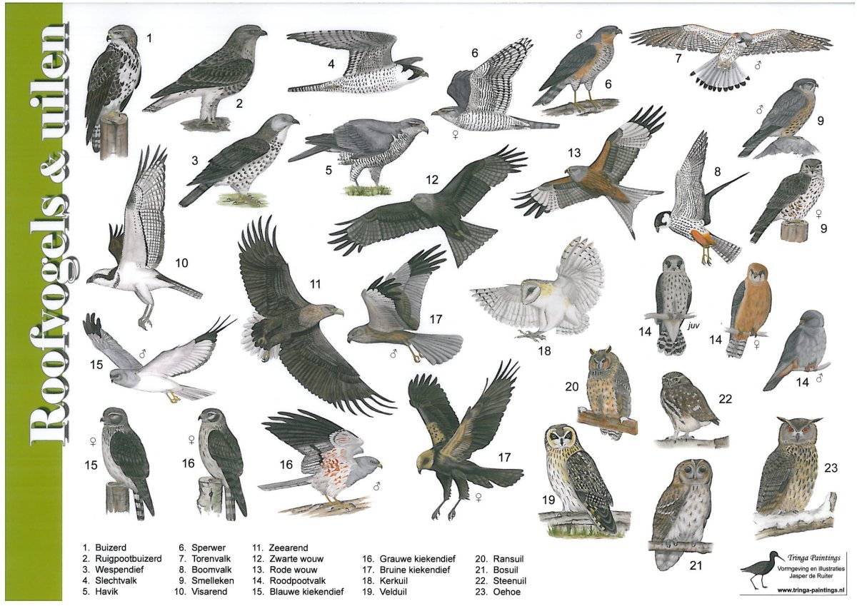 Лучшие иностранные определители птиц в мире