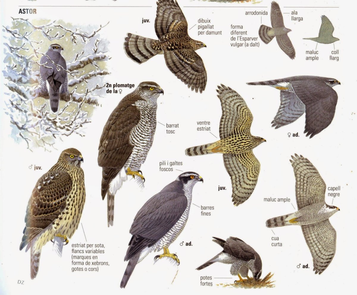 Мадагаскарский тетеревятник