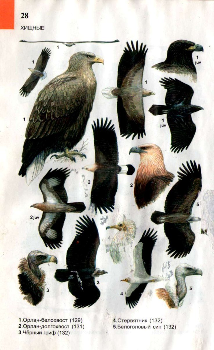 Определитель птиц соколинообразные