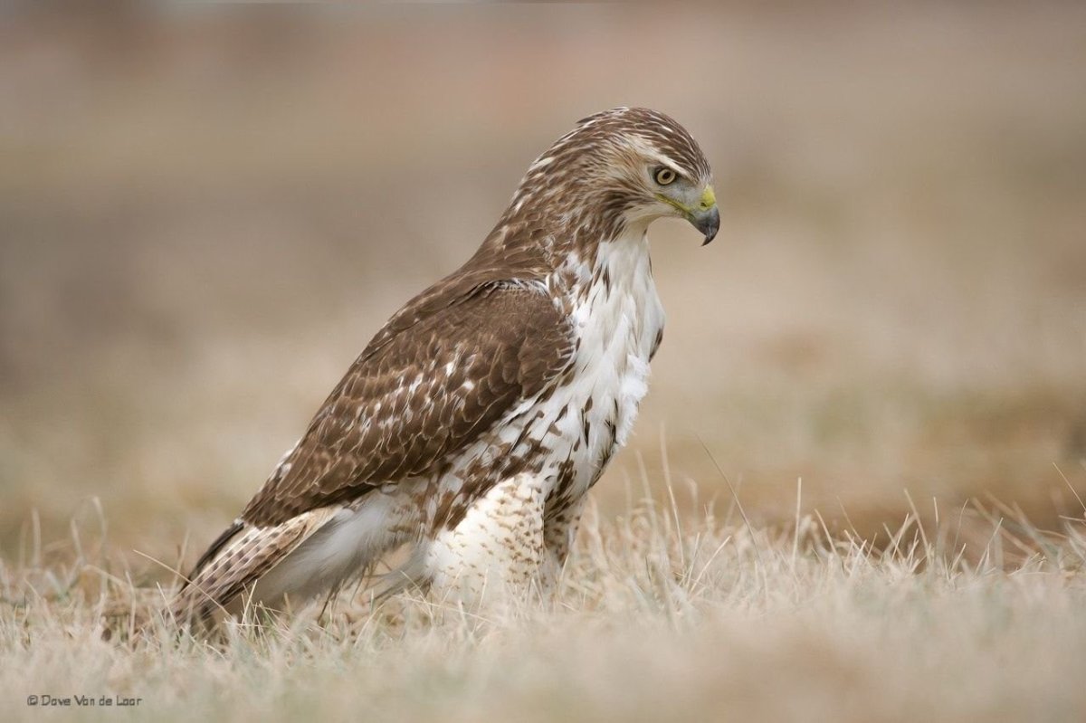 Птицы хищники с названиями