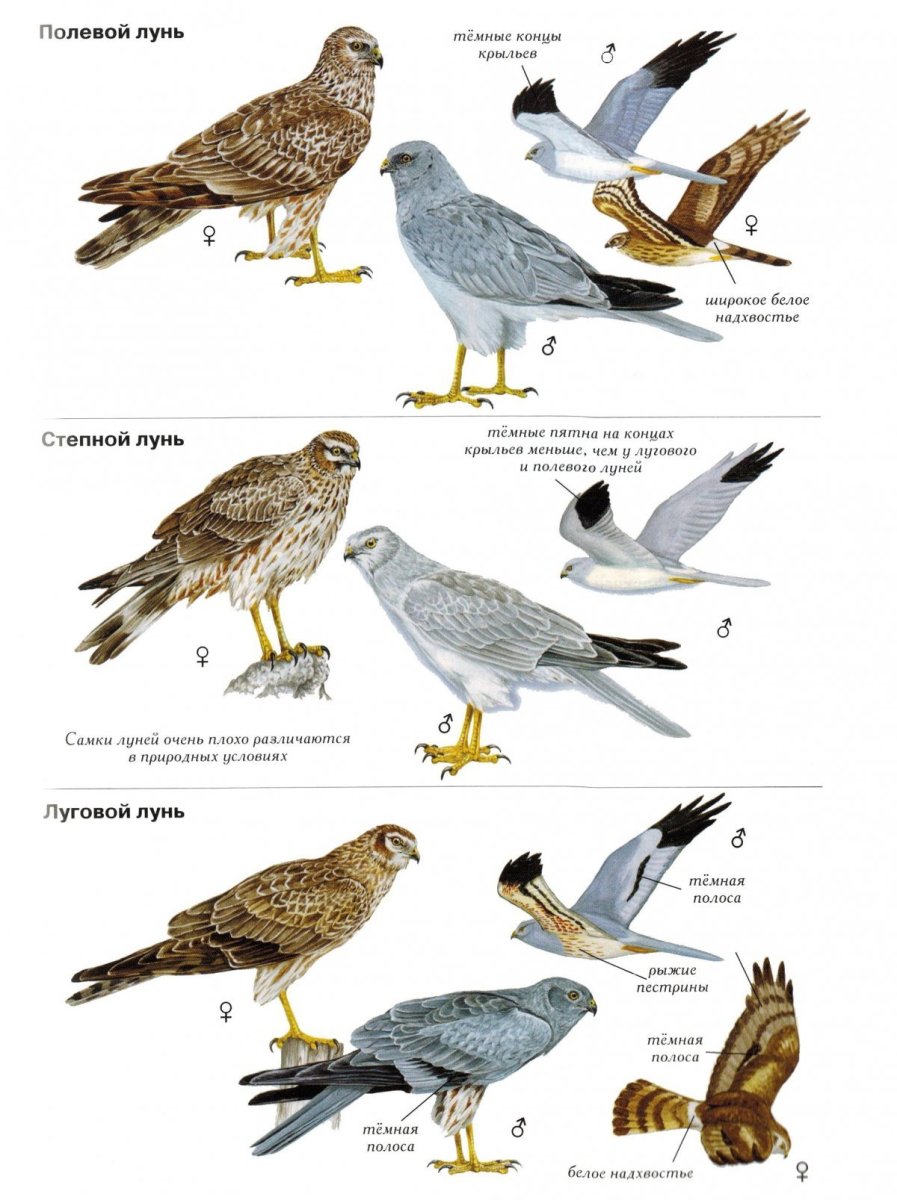 Степной Лунь самец