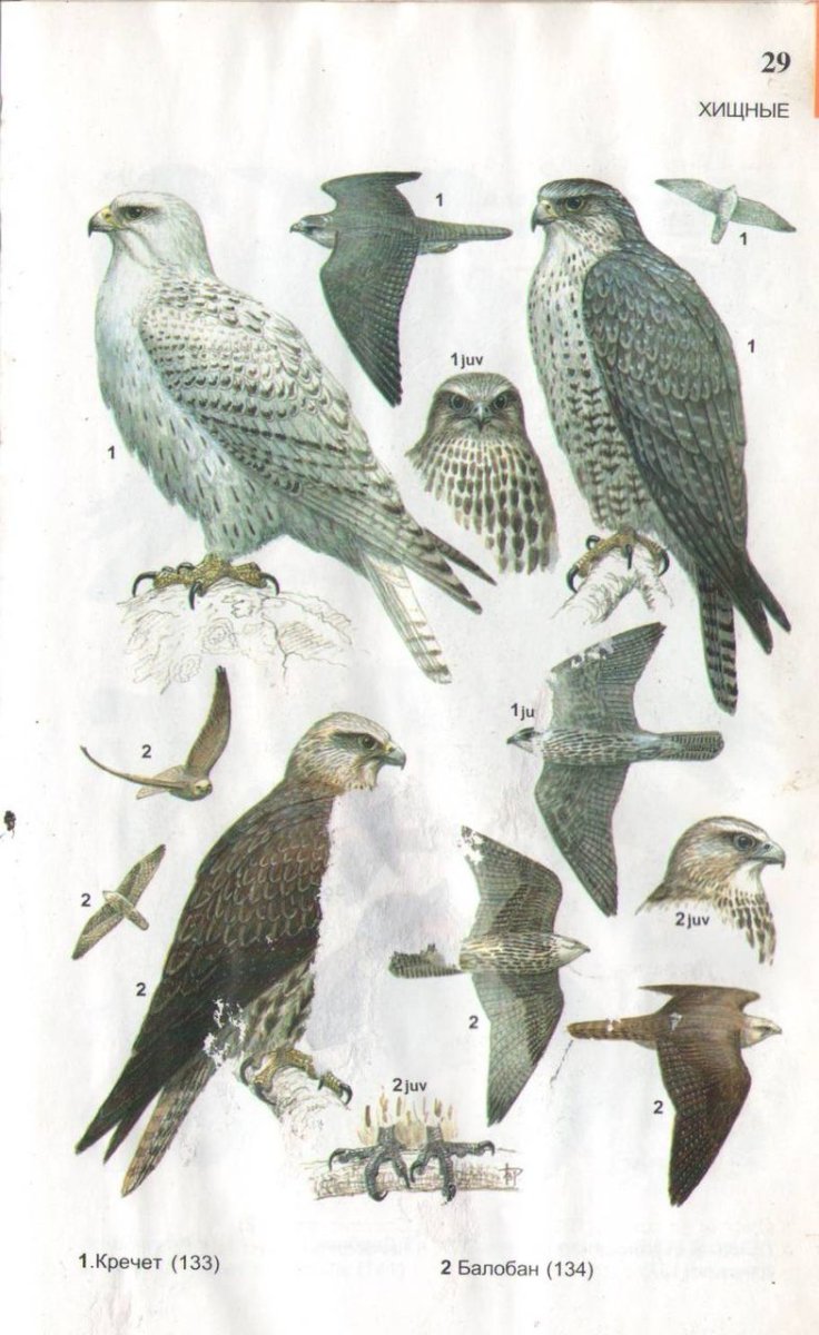 Хищные птицы Урала определитель