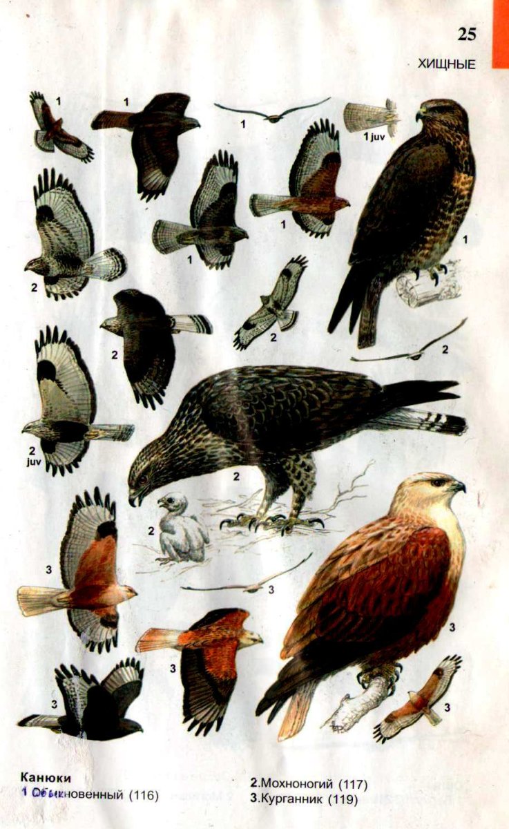 Атлас определитель птиц