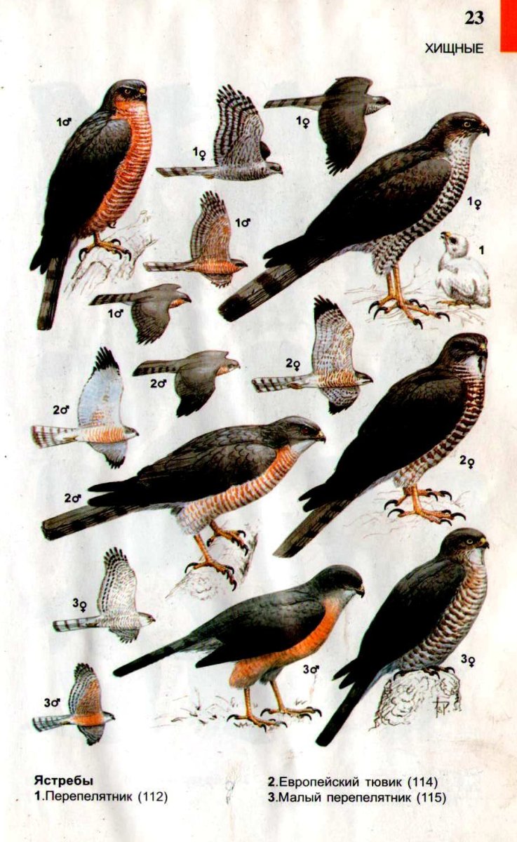Определитель хищных птиц