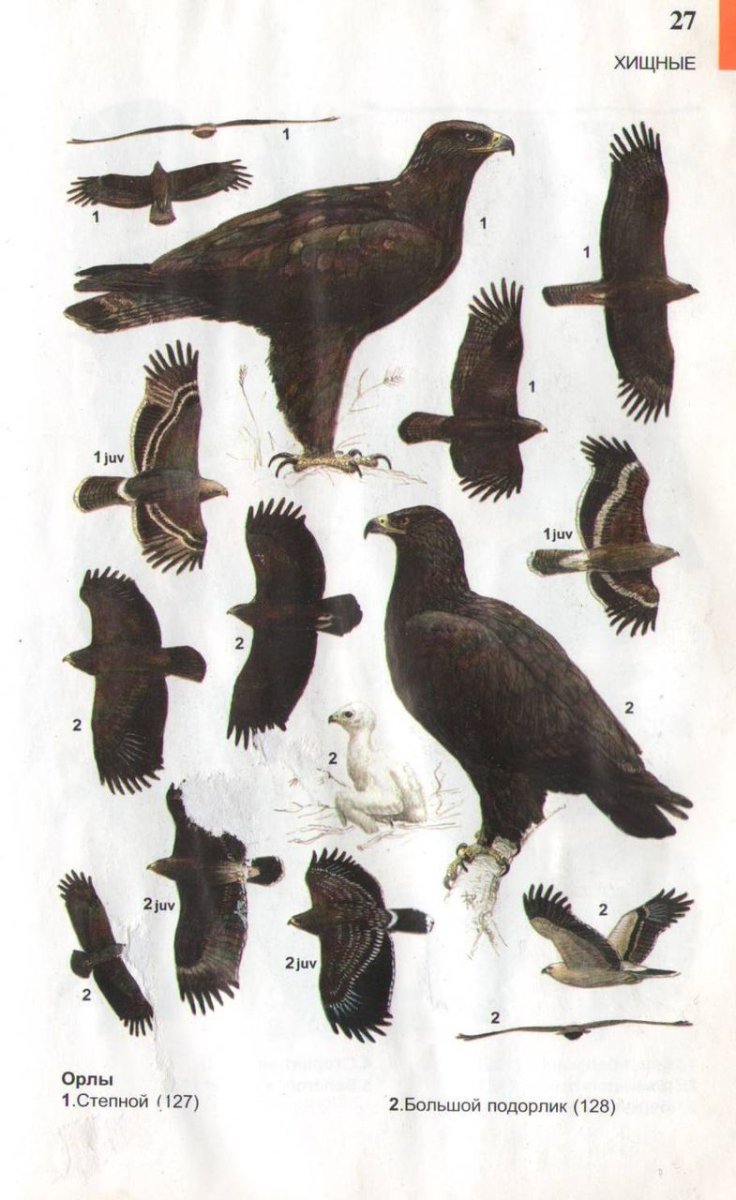 Хищные птицы средней полосы России