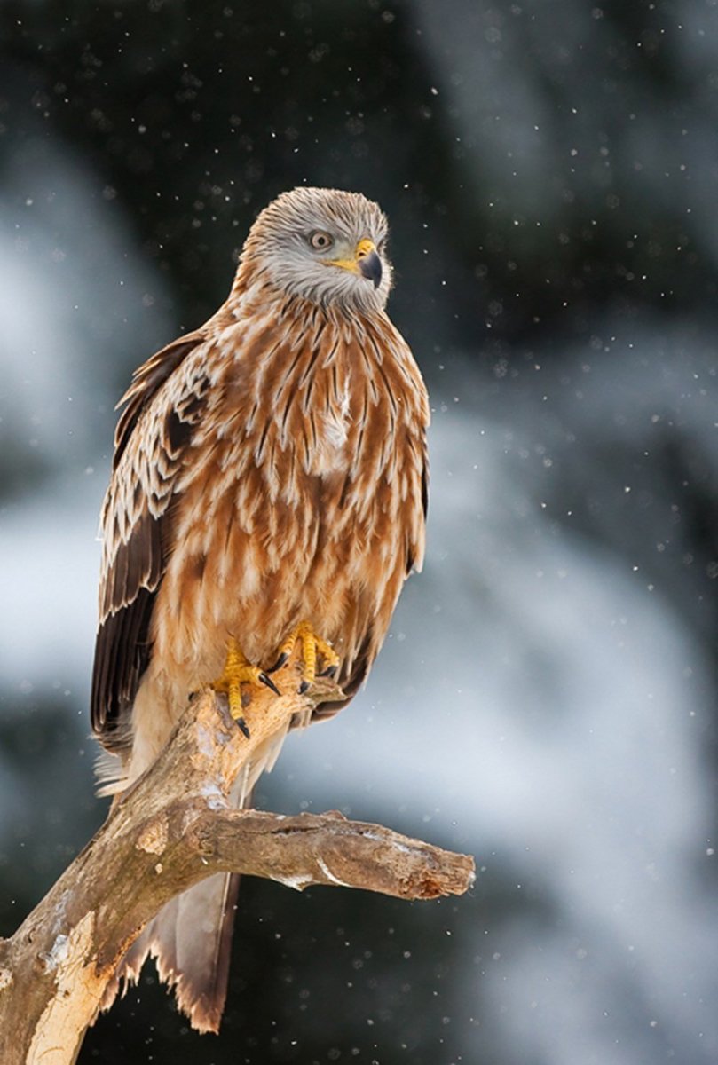 Красный Коршун Milvus Milvus