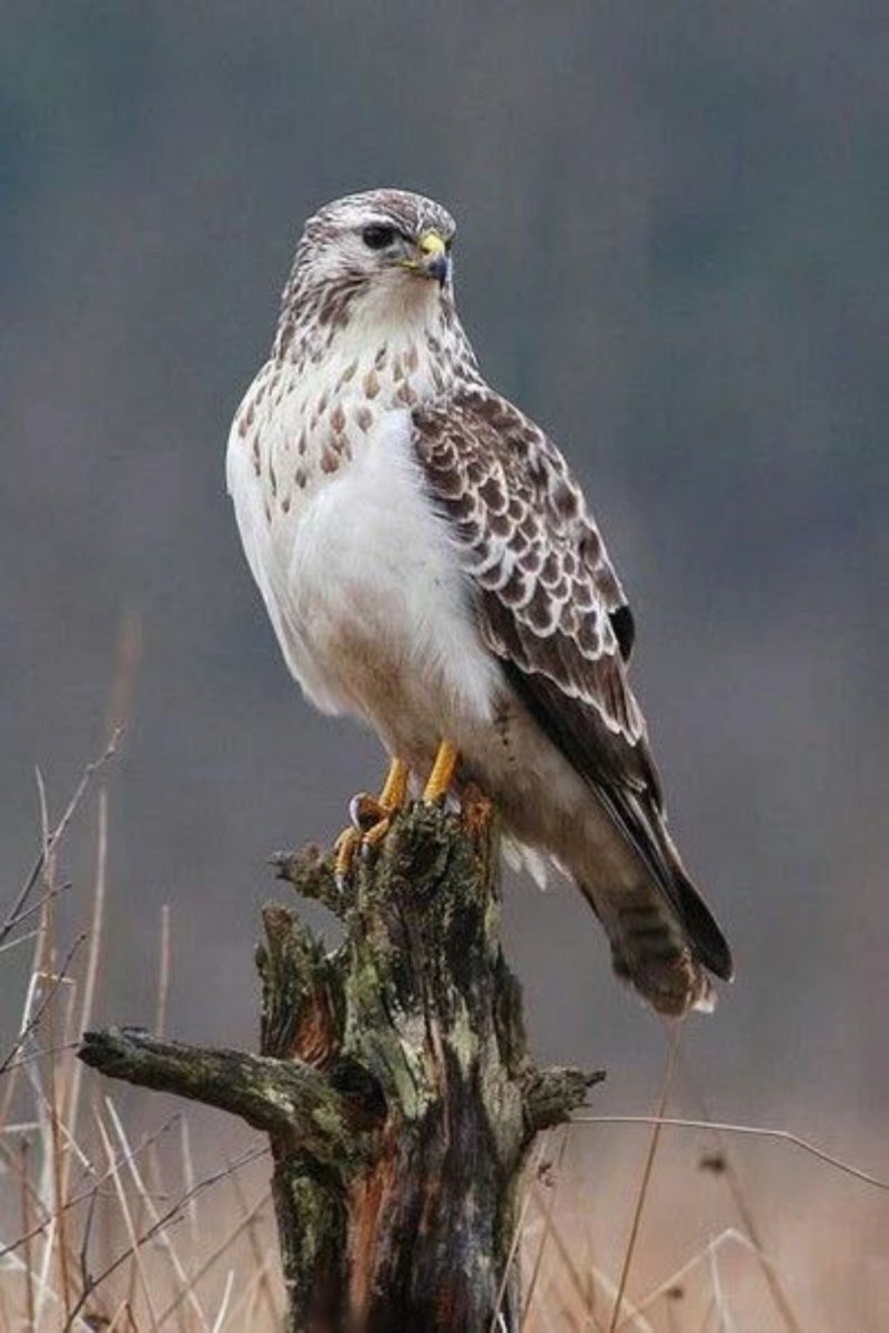 Хищные птицы средней полосы России