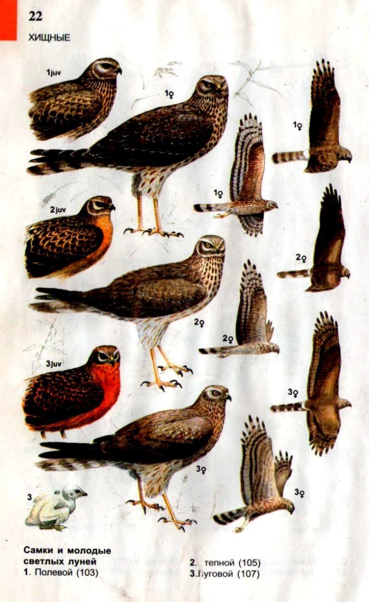 Хищные птицы вид снизу с названием