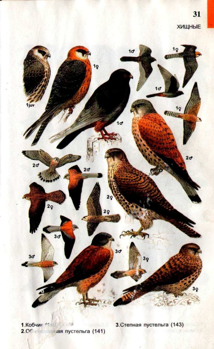 Хищные птицы Урала определитель
