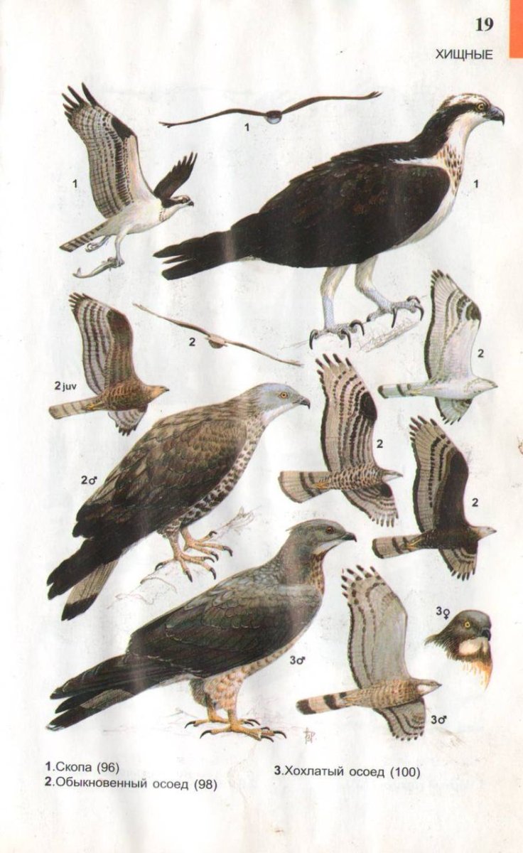Хищные птицы средней полосы России