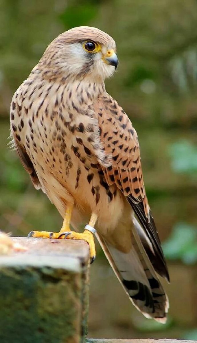 Ястреб пустельга