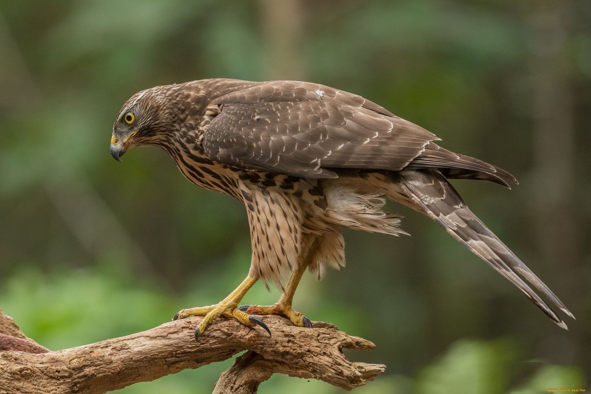 Мадагаскарский Змееяд