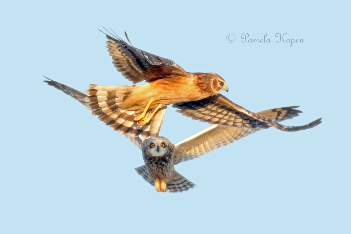 Филин против орла