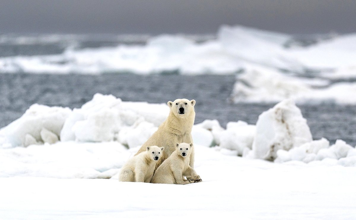 Белые медведи во льдах Северного Ледовитого океана