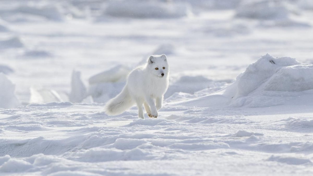 Животные тундры и арктической пустыни