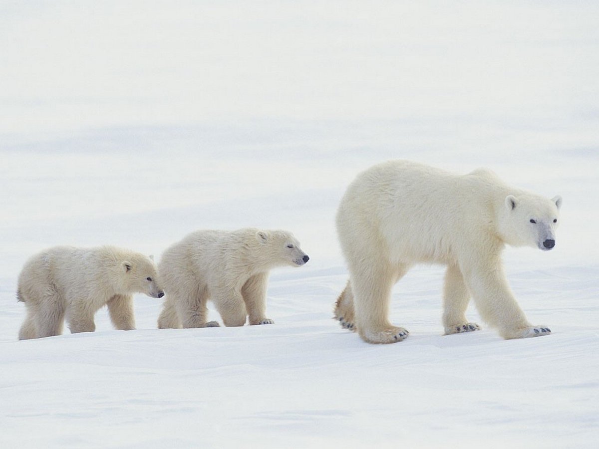 Ареал обитания полярного медведя