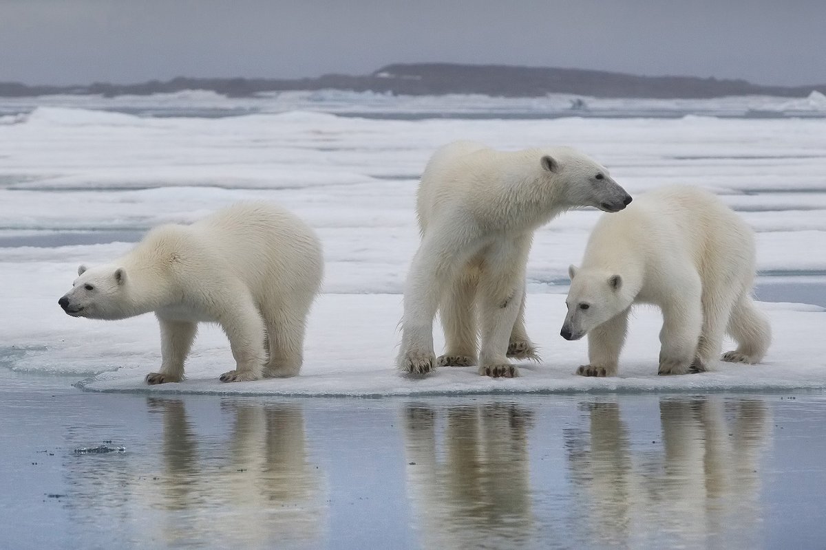 Арктический белый медведь