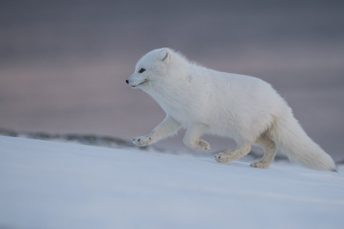 Песец в арктической пустыне