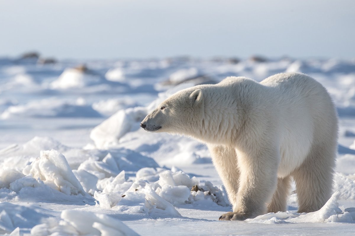 Арктический Полярный медведь