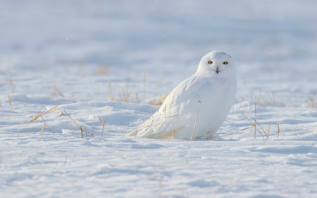 Полярная Сова в Арктике