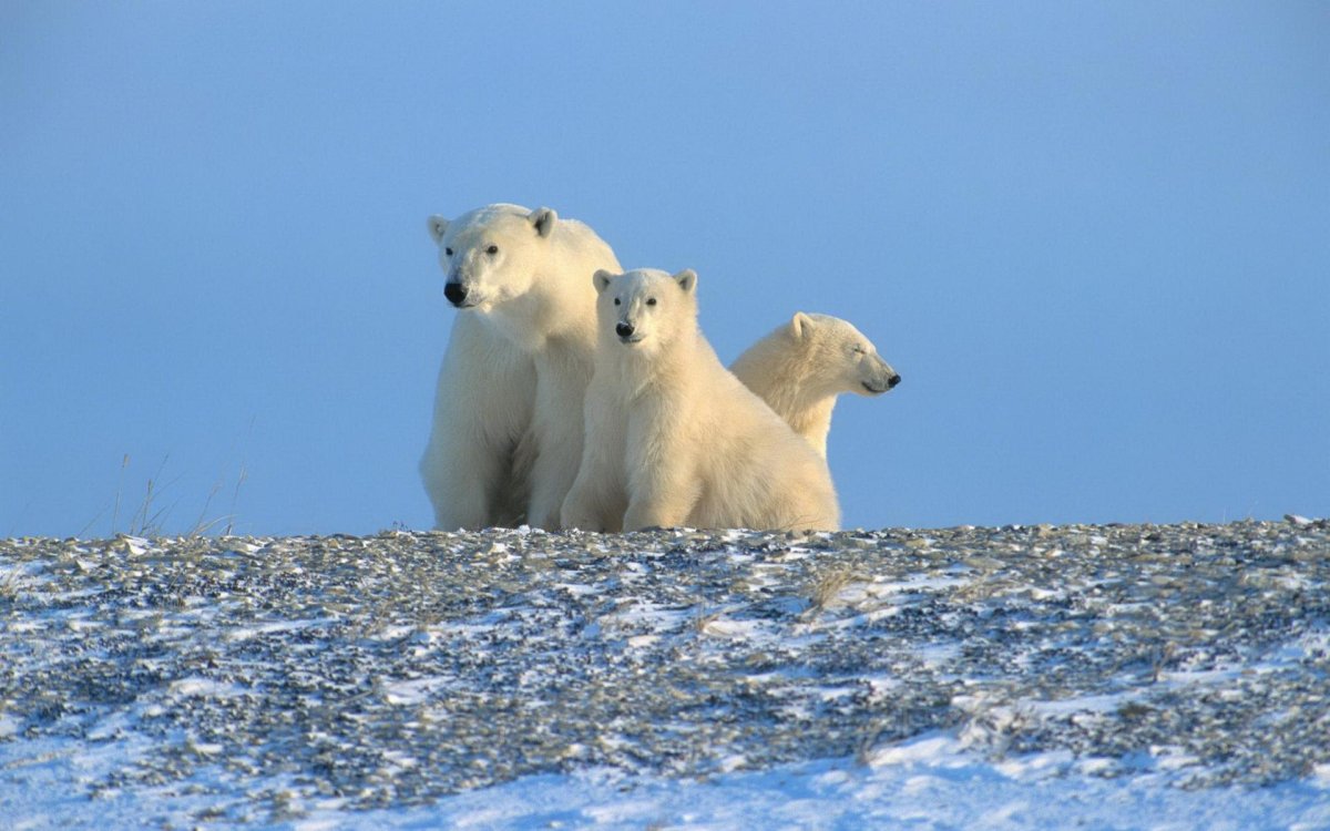 Белый медведь в арктической пустыне