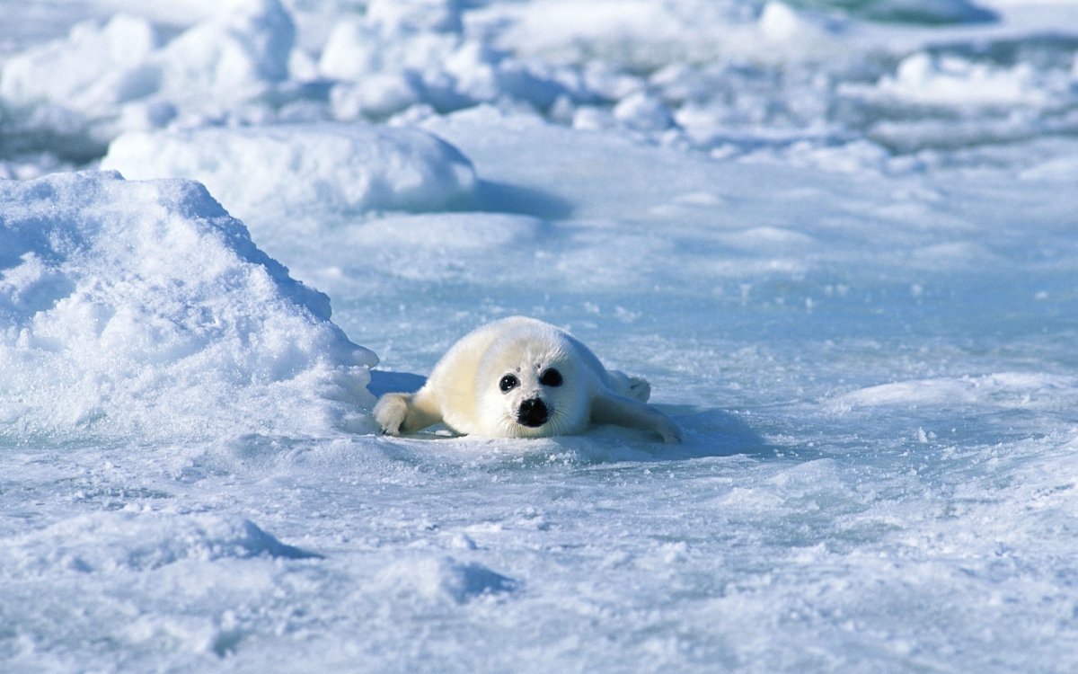 Животные Антарктиды Белек