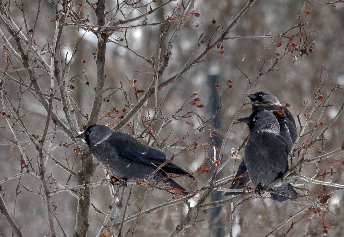Городские птицы Урала