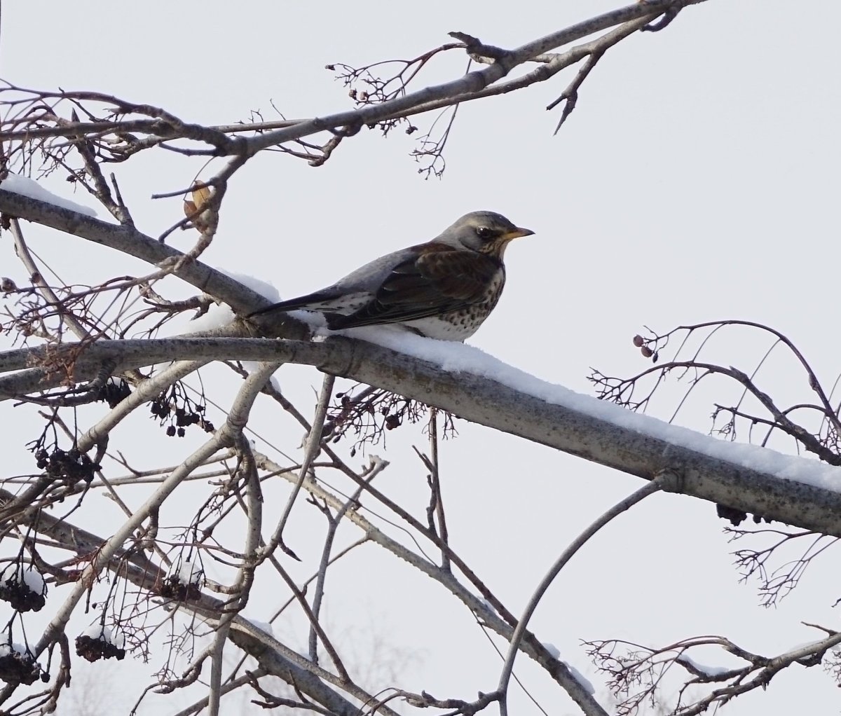 Птицы Екатеринбурга