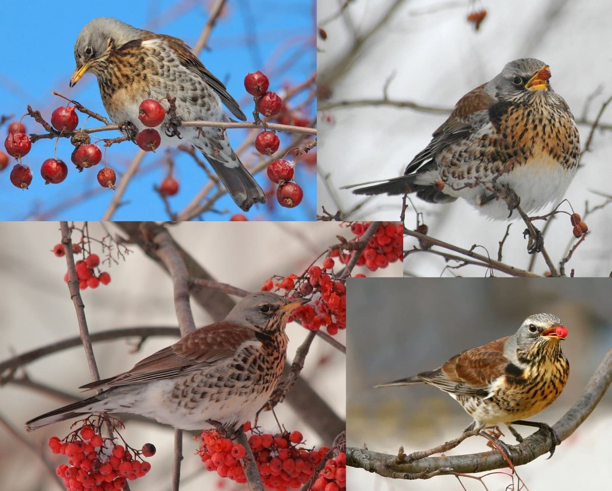 Птицы Южного Урала