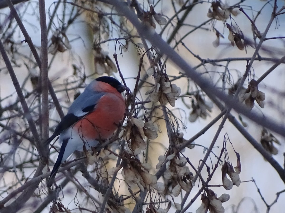 Зимующие птицы Пензенской области