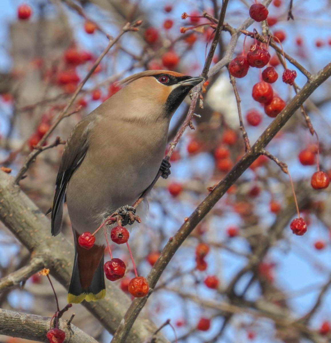 Птицы Сахалина свиристель
