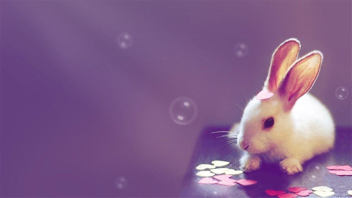 Обои на рабочий стол кролики