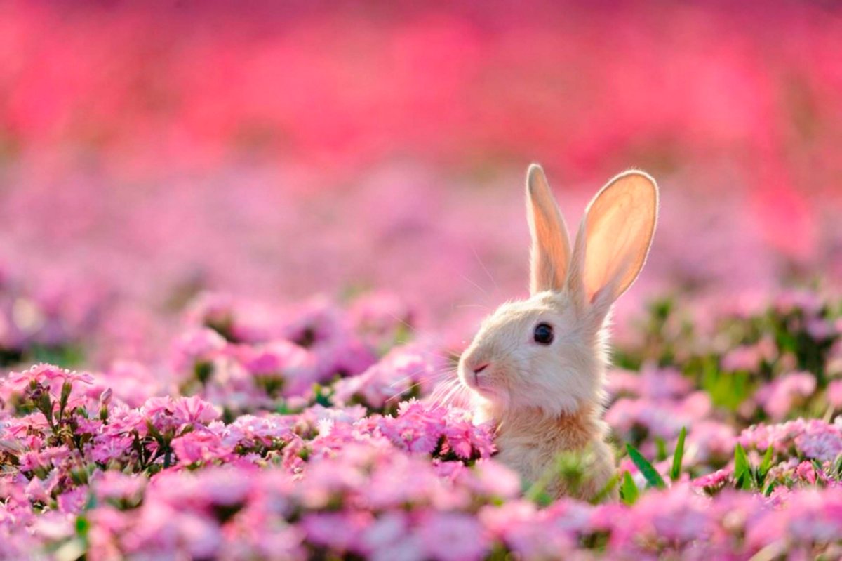 Весенний кролик